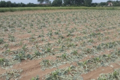 Gmina Gołcza - skutki niedzielnej nawałnicy - miechowski.pl - fot. UG Gołcza