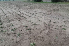 Gmina Gołcza - skutki niedzielnej nawałnicy - miechowski.pl - fot. UG Gołcza