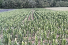 Gmina Gołcza - skutki niedzielnej nawałnicy - miechowski.pl - fot. UG Gołcza