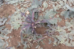 Gmina Gołcza - skutki niedzielnej nawałnicy - miechowski.pl - fot. UG Gołcza