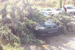 Nawałnica nad Miechowem, jej obraz i skutki