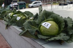 2021-09-12-charsznicka-kapusta-04