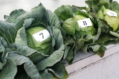 2021-09-12-charsznicka-kapusta-07