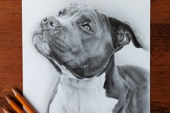 3. Portret psa rasy Amerykański Staffordshire terier wykonany na zamówienie - rys. Kamila Światły