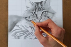 Praca nad portretem kota wykonywana metodą siatki - rys. Kamila Światły