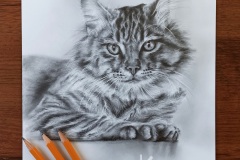 Portret kota - rys. Kamila Światły