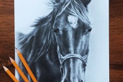Portret konia - rys. Kamila Światły