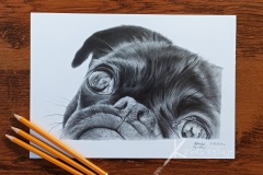 Portret mopsa - rys. Kamila Światły