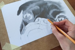 Praca nad portretem mopsa - rys. Kamila Światły