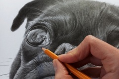 Praca nad portretem mopsa - rys. Kamila Światły