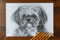 Portret schitsu - rys. Kamila Światły