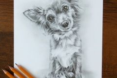 Portret psa - rys. Kamila Światły