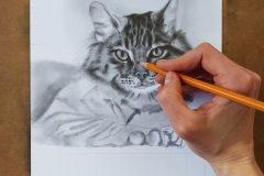 Praca nad portretem kota wykonywana metodą siatki - rys. Kamila Światły