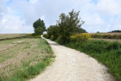 2021-09-14-I-etap-poscaleniowek-Chodow-04