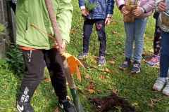 SP-Ksiaz-Maly-sadzenie-drzew-04