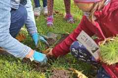 SP-Ksiaz-Maly-sadzenie-drzew-07