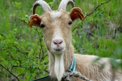 Święto Storczyka - Kalina Mała 2017