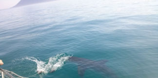 Agata w krainie rekinów Agata w krainie rekinów