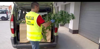 Policjanci zlikwidowali uprawy konopi indyjskich