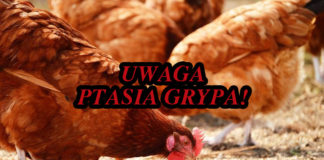 Ptasia grypa – procedury, odszkodowania, zagrożenia…