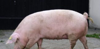 W „Sarii” utylizują świnie z ASF