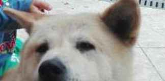 Poszukują swojego czworonożnego przyjaciela