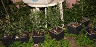 Policjanci zlikwidowali plantację marihuany i zatrzymali dwóch sprawców