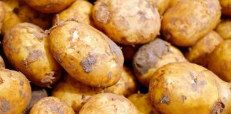 Wypadek przy zbiorze ziemniaków