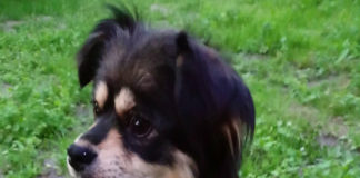 Suczka i szczeniaczki szukają domu