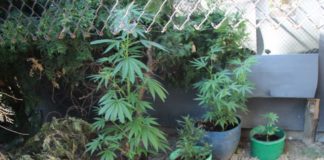 Policjanci zlikwidowali plantację marihuany i zatrzymali sprawcę z gminy Charsznica