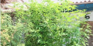 Kierował samochodem będąc pod wpływem narkotyków. W samochodzie oraz w domu posiadał amfetaminę i marihuanę