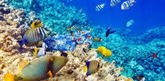 Przedszkolaki z Książa Małego w Oceanice