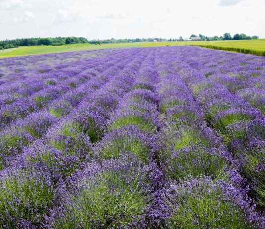 Lawendowe pola w Gminie Gołcza