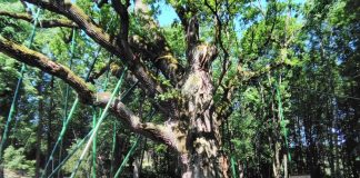 Dąb Bartek i inne atrakcje na trasie wycieczki uczniów z Książa Wielkiego