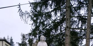 Solidarni ze sprzedawcami chryzantem