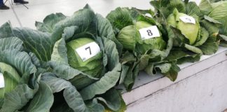Najcięższa główka kapusty 2021