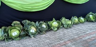 Wyniki Konkursu Najcięższa Polska Główka Kapusty 2024