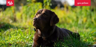 Labradorka Suzi z KAS na tropie narkotyków